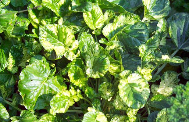 Bild von Barbarea vulgaris ‚Variegata‘ – Weißbunte Barbarakresse, Barbenkraut, Winterkresse