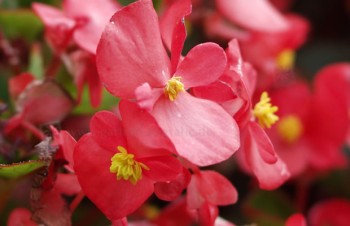 Thumbnail Begonia semperflorens ‚Feuerkugel‘ – Eis-Begonie