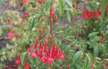 Thumbnail Begonia x fuchsifoliosa – Begonie