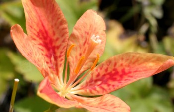 Thumbnail Iris domestica – Leopardenblume