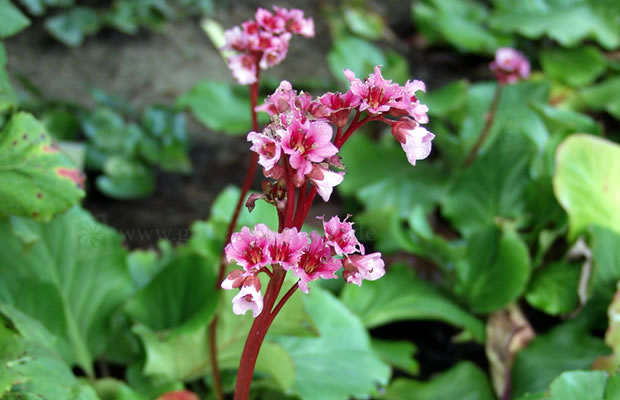 Bild von Bergenia ‚Doppelgänger‘ – Bergenie