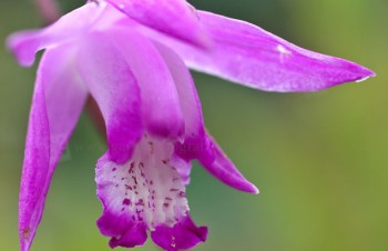 Thumbnail Bletilla grex. ‚Penway Imperial‘ – China-Orchidee