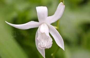 Thumbnail Bletilla striata ‚Alba‘ – Weiße China-Orchidee