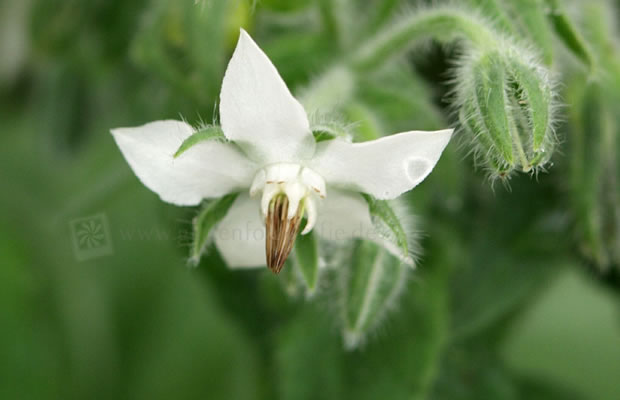 Bild von Borago officinalis ‚Alba‘ – Weißer Borretsch, Gurkenkraut, Kukumerkraut, Wohlgemut