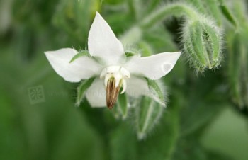 Thumbnail Borago officinalis ‚Alba‘ – Weißer Borretsch