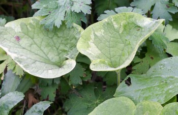 Thumbnail Brunnera macrophylla ‚Hadspen Cream‘ – Kaukasus-Vergißmeinnicht
