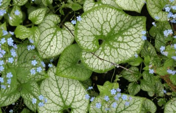 Thumbnail Brunnera macrophylla ‚Jack Frost‘ – Kaukasus-Vergißmeinnicht
