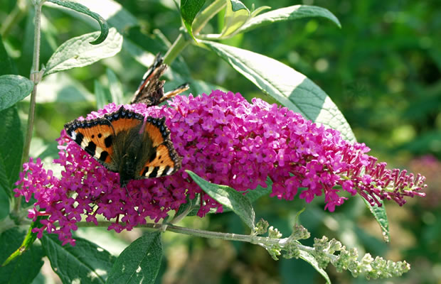Bild von Buddleja davidii ‚Dart’s Purple Rain‘ – Sommerflieder, Schmetterlingsstrauch, Schmetterlingsflieder, Fliederspeer