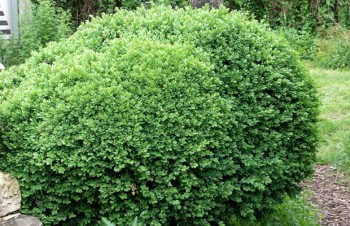 Thumbnail Buxus sempervirens – Buchsbaum