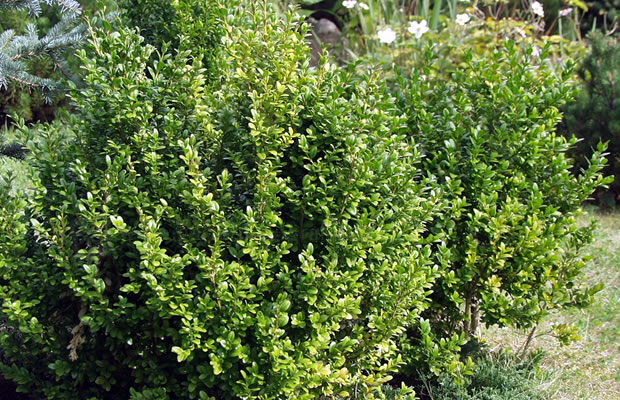 Bild von Buxus sempervirens ‚Arborescens‘ – Buchsbaum, Buchs