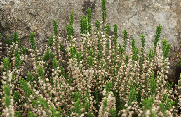 Bild von Calluna vulgaris ‚Melanie‘ – Besenheide, Heidekraut