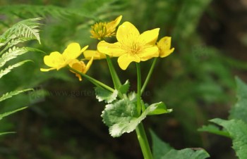 Thumbnail Caltha palustris – Sumpf-Dotterblume