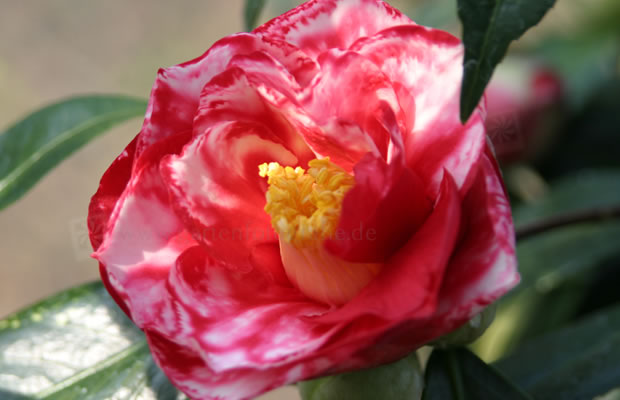 Bild von Camellia japonica ‚Adolphe Audusson‘ – Kamelie