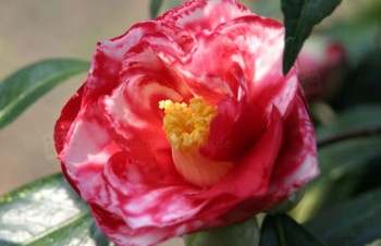 Thumbnail Camellia japonica ‚Adolphe Audusson‘ – Kamelie