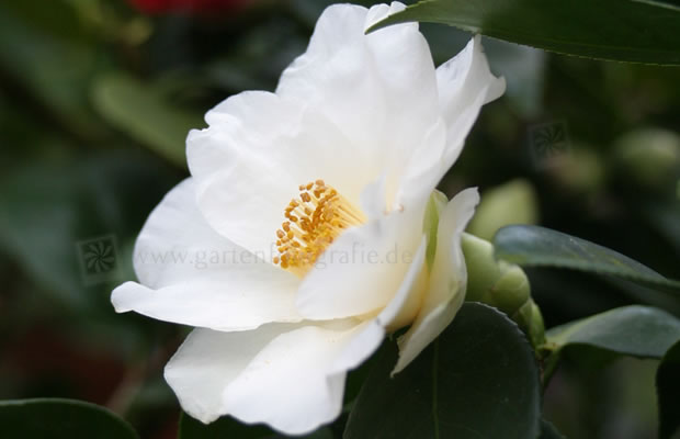 Bild von Camellia japonica ‚Alba‘ – Kamelie