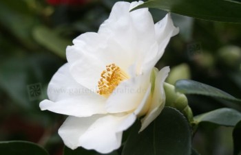 Thumbnail Camellia japonica ‚Alba‘ – Kamelie
