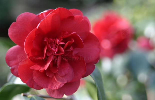 Bild von Camellia japonica ‚Althaeiflora‘ – Kamelie