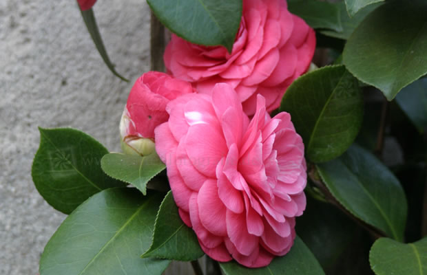 Bild von Camellia japonica ‚Beaute de Nantes‘ – Kamelie