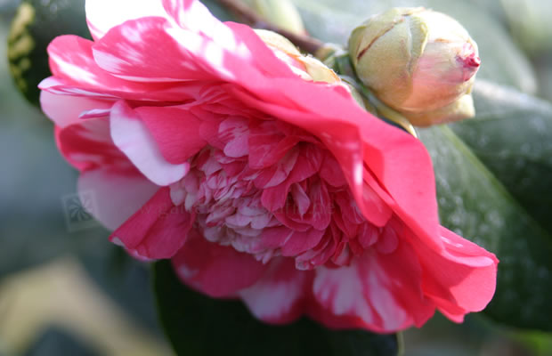 Bild von Camellia japonica ‚Bernhard Lauterbach‘ – Kamelie