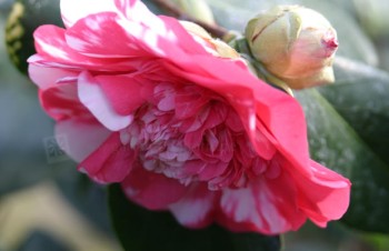 Thumbnail Camellia japonica ‚Bernhard Lauterbach‘ – Kamelie