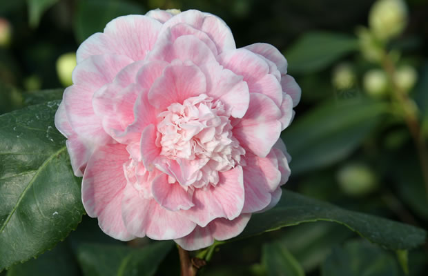 Bild von Camellia japonica ‚Colombo‘ – Kamelie
