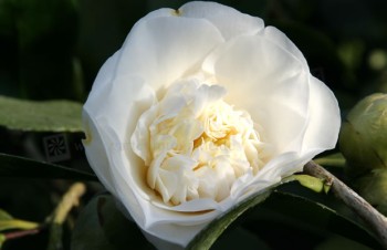 Thumbnail Camellia japonica ‚Elegans Alba‘ – Kamelie