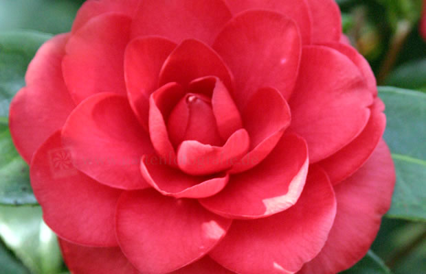 Bild von Camellia japonica ‚Elena Nobili‘ – Kamelie