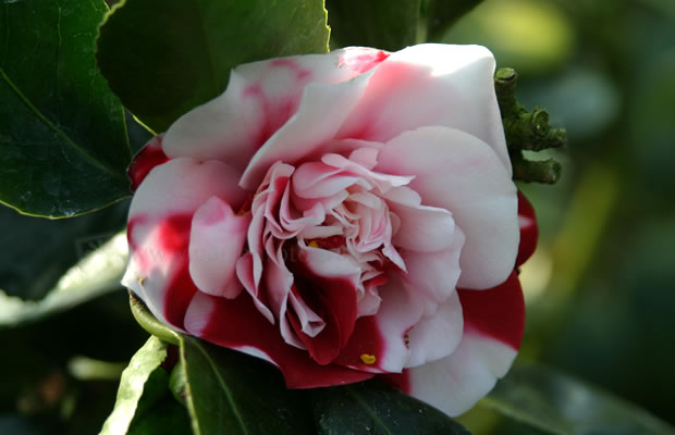 Bild von Camellia japonica ‚General Coletti‘ – Kamelie