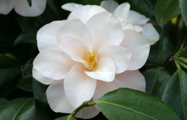 Bild von Camellia japonica ‚Hagoromo‘ – Kamelie