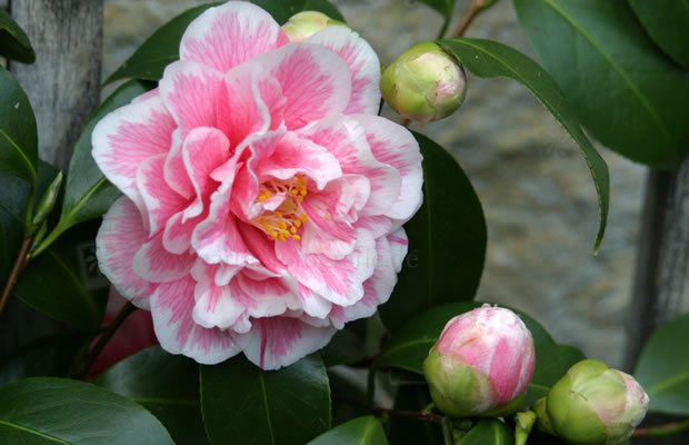 Bild von Camellia japonica ‚Herme‘ – Kamelie
