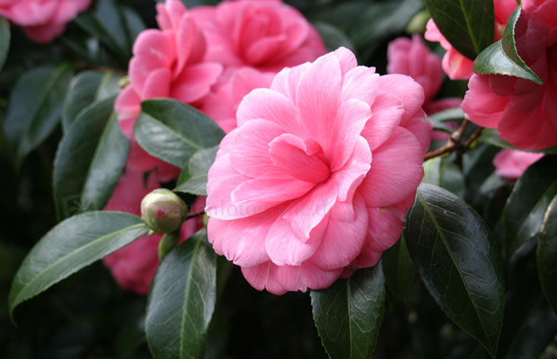 Bild von Camellia japonica ‚Jo Tramonto‘ – Kamelie