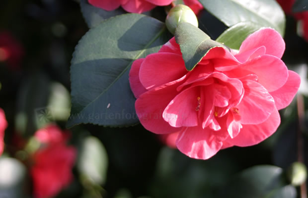 Bild von Camellia japonica ‚Lady Campbell‘ – Kamelie