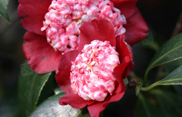Bild von Camellia japonica ‚Lipstick‘ – Kamelie