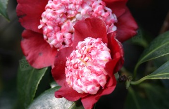 Thumbnail Camellia japonica ‚Lipstick‘ – Kamelie