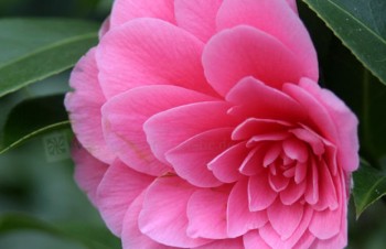 Thumbnail Camellia japonica ‚Mrs. Tingley‘ – Kamelie