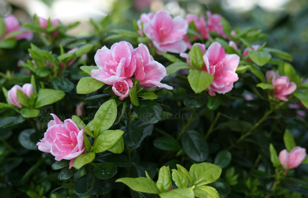 Bild von Camellia japonica ‚Nishiki Kirin‘ – Kamelie