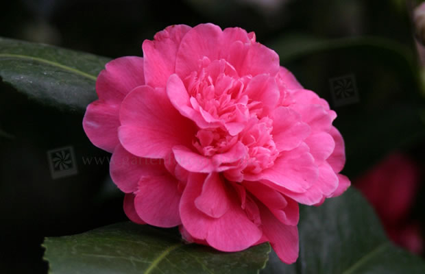 Bild von Camellia japonica ‚Prinz Albert‘ – Kamelie