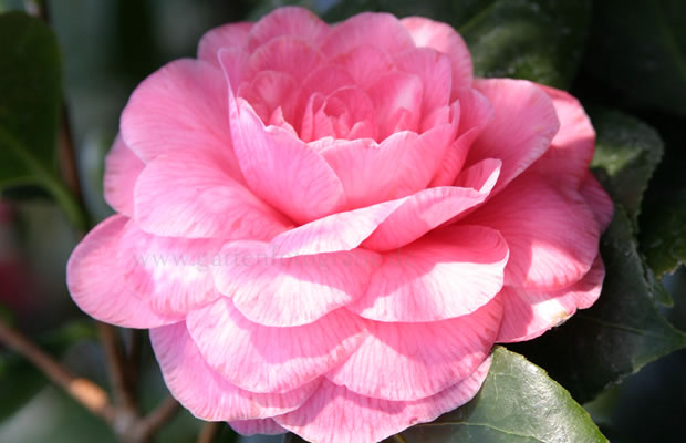 Bild von Camellia japonica ‚Saccoi‘ – Kamelie