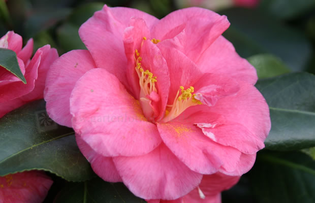 Bild von Camellia japonica ‚Tricolor Rot‘ – Kamelie