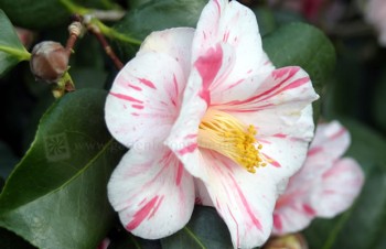 Thumbnail Camellia japonica ‚Tricolor de Siebold‘ – Kamelie
