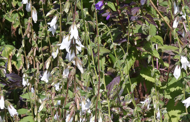 Bild von Campanula alliariifolia – Raukenblättrige Glockenblume, Glockenblume
