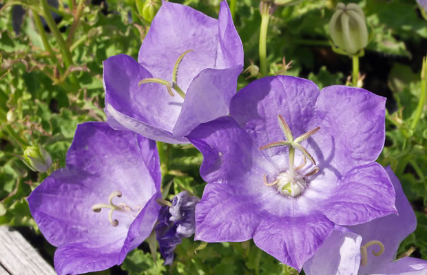 Bild von Campanula carpatica ‚Blaue Clips‘ – Karpaten-Glockenblume