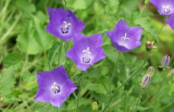 Thumbnail Campanula carpatica ‚Glockenteppich Dunkelblau‘ – Karpaten-Glockenblume
