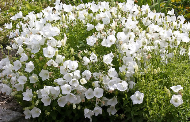 Bild von Campanula carpatica ‚Weiße Clips‘ – Karpaten-Glockenblume