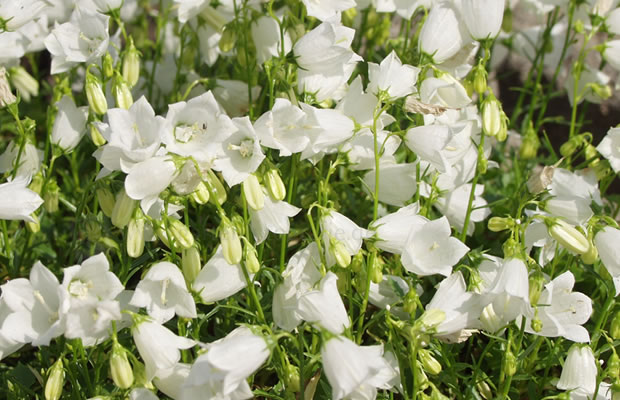 Bild von Campanula cochleariifolia ‚Bavaria White‘ – Zwerg-Glockenblume