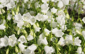 Thumbnail Campanula cochleariifolia ‚Bavaria White‘ – Zwerg-Glockenblume