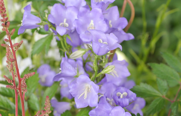 Bild von Campanula persicifolia ‚Grandiflora‘ – Pfirsichblättrige Glockenblume