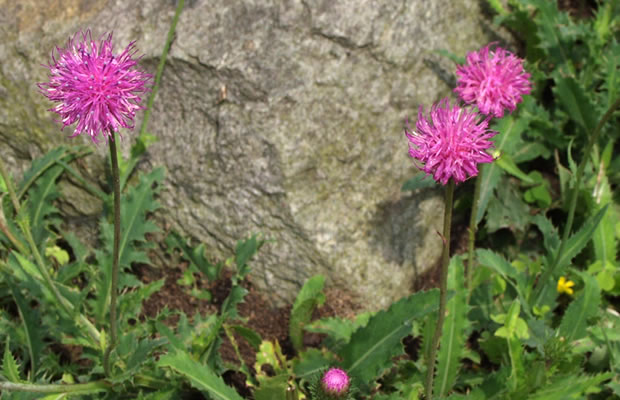 Bild von Carduus defloratus ssp. glaucus  – Alpen-Distel, Seegrüne Distel, Bergdistel, Alpen-Ringdistel