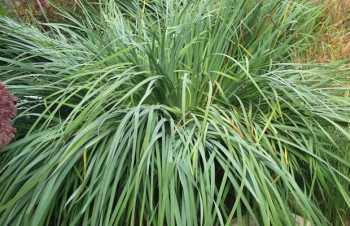 Thumbnail Carex acutiformis – Sumpfsegge