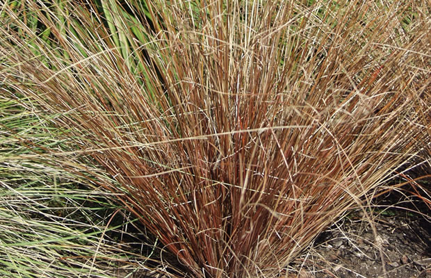 Bild von Carex comans ‚Bronze Form‘ – Neuseeland-Segge, Bronze-Segge